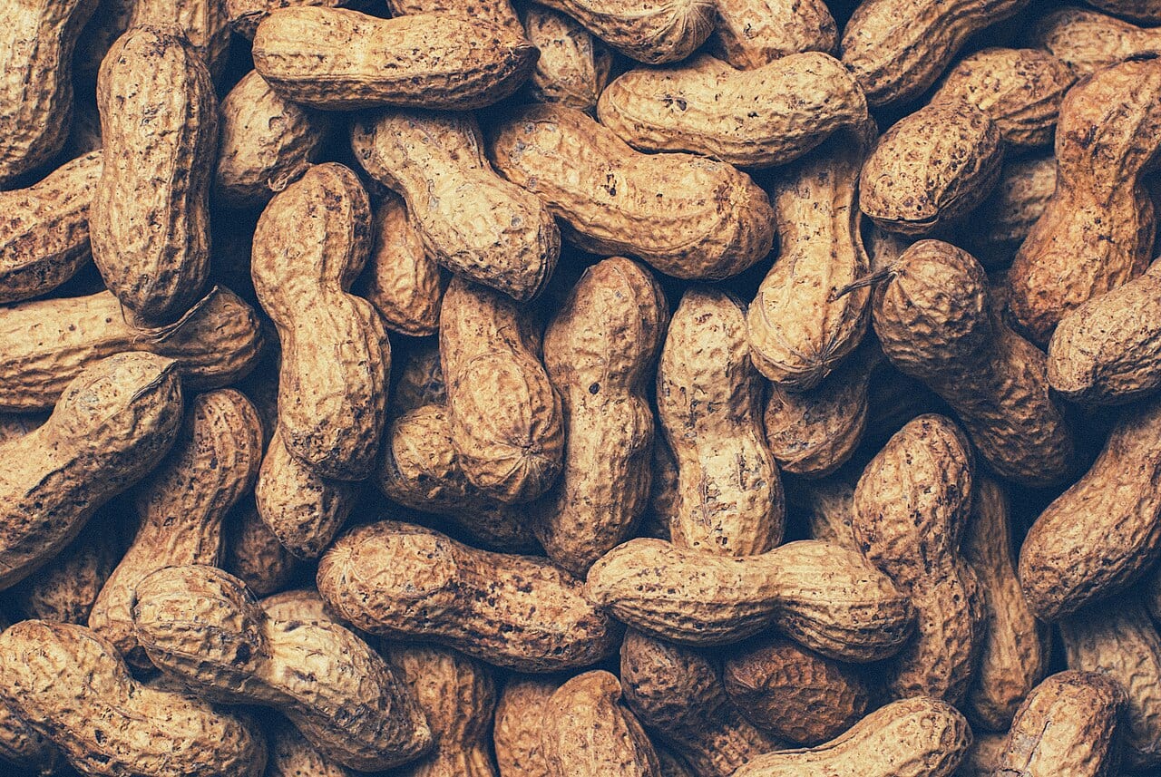 땅콩 사진